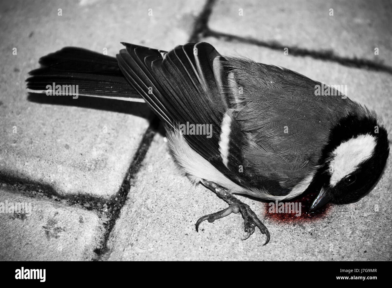 Oiseaux Oiseaux mort deuil sorrow sang meurtre cruel de Mésange Oiseau mort Photo Stock Alamy