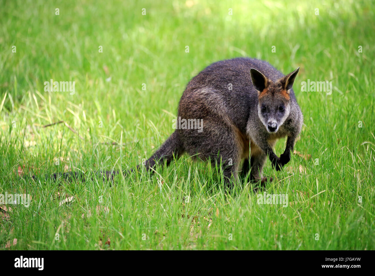 Swamp Wallaby (Wallabia bicolor), adulte vigilant, Mount Lofty, Australie du Sud, Australie Banque D'Images
