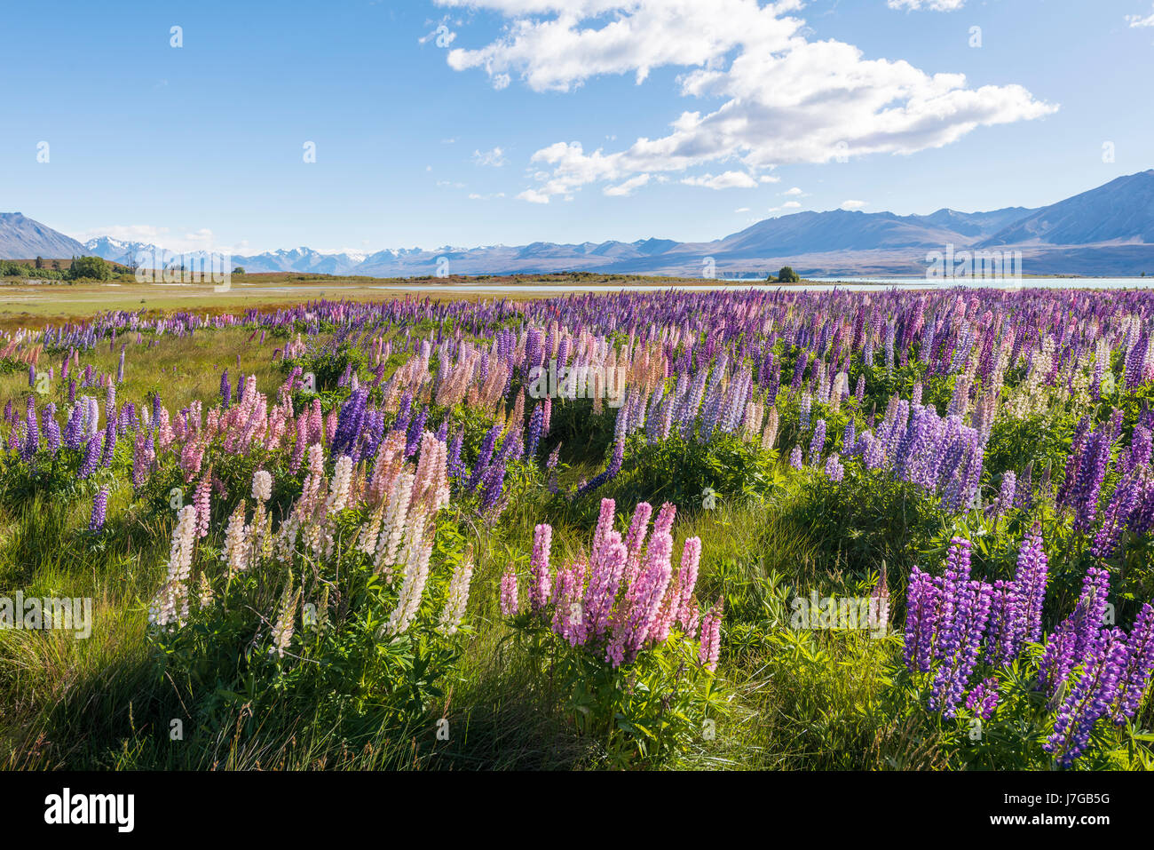 Lac tekapo face aux alpes du sud Banque de photographies et d’images à haute résolution Alamy