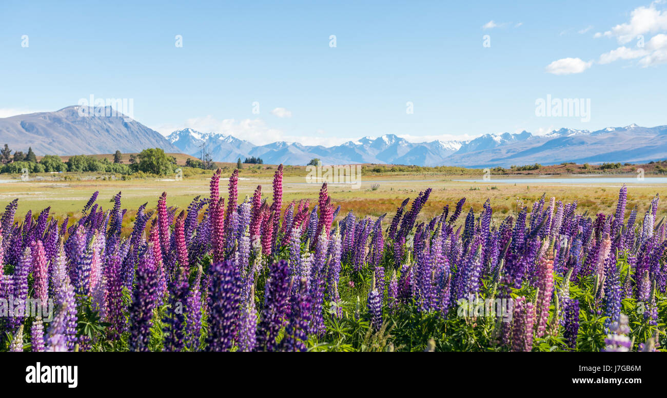 Lac tekapo face aux alpes du sud Banque de photographies et d’images à haute résolution Alamy