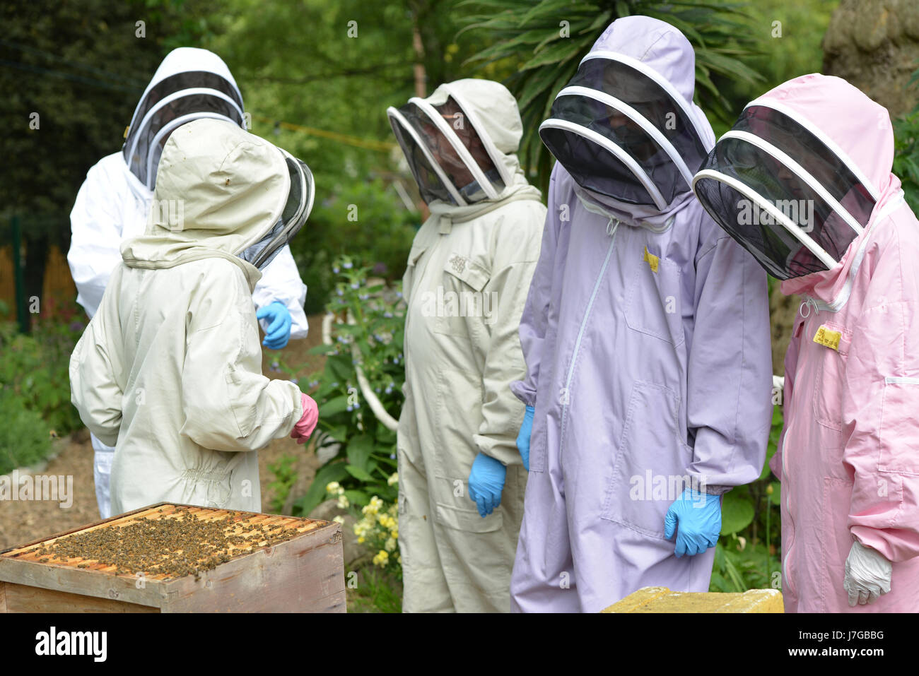 De l'apiculture urbaine d'abeilles dans le quartier londonien de Kennington Park. Banque D'Images