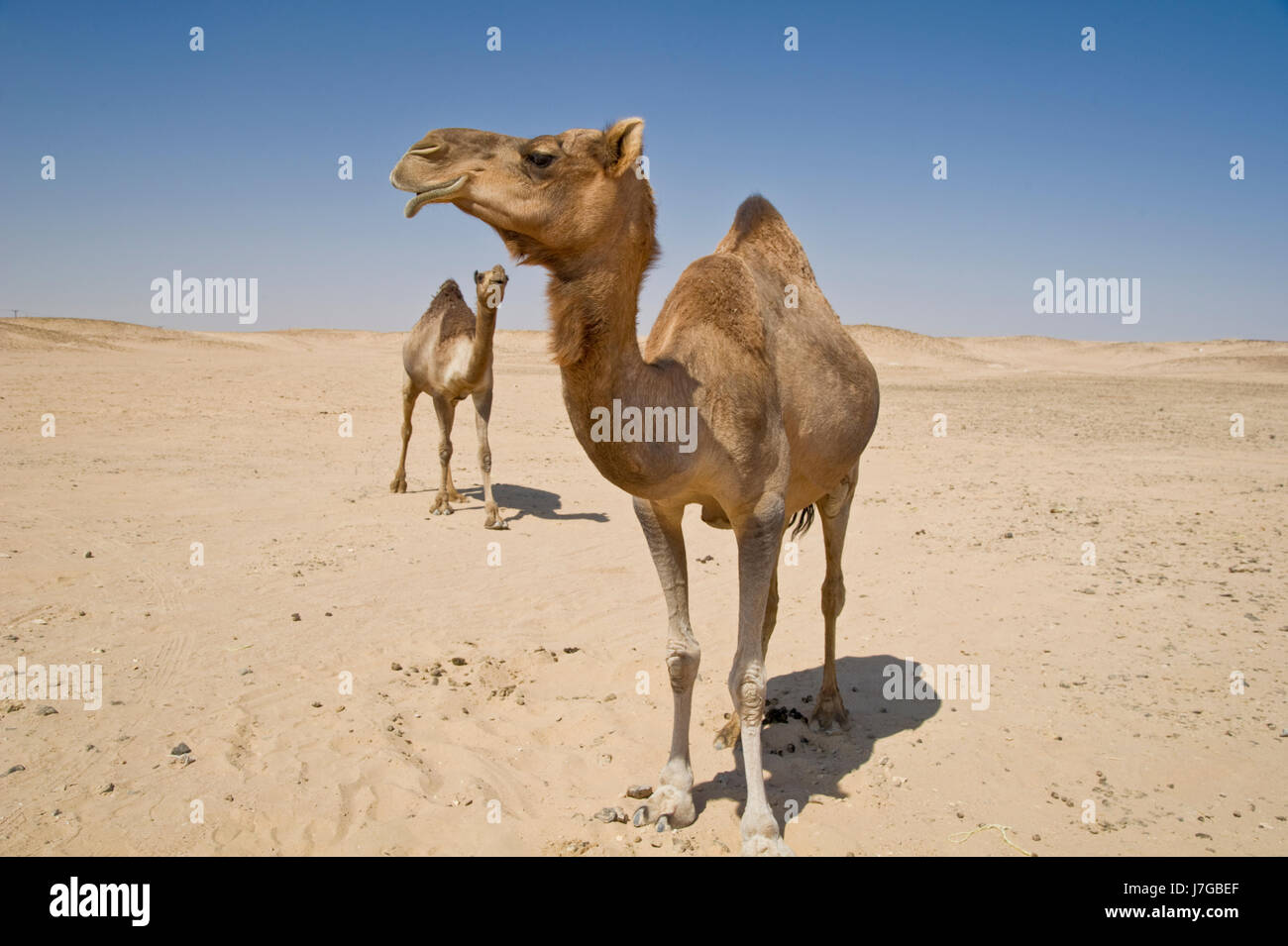 Des dromadaires (Camelus dromedarius), du désert rub al-Chali, Oman Banque D'Images