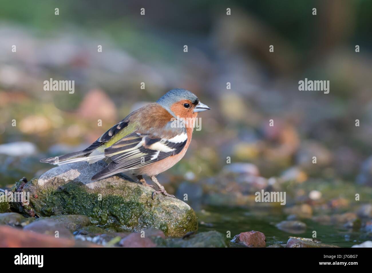 Common Chaffinch (Fringilla coelebs) boire par creek, Hesse, Allemagne Banque D'Images