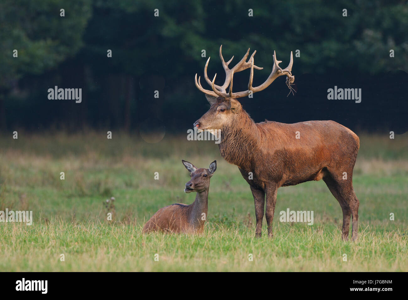 Red Deer (Cervus elaphus) avec le DOE, Hesse, Allemagne Banque D'Images