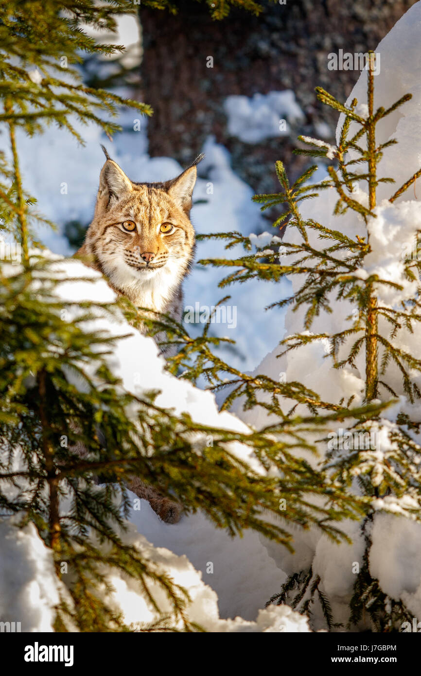 Le Lynx eurasien (Lynx lynx), dans la neige, forêt de sapins, Bavière, Allemagne Banque D'Images
