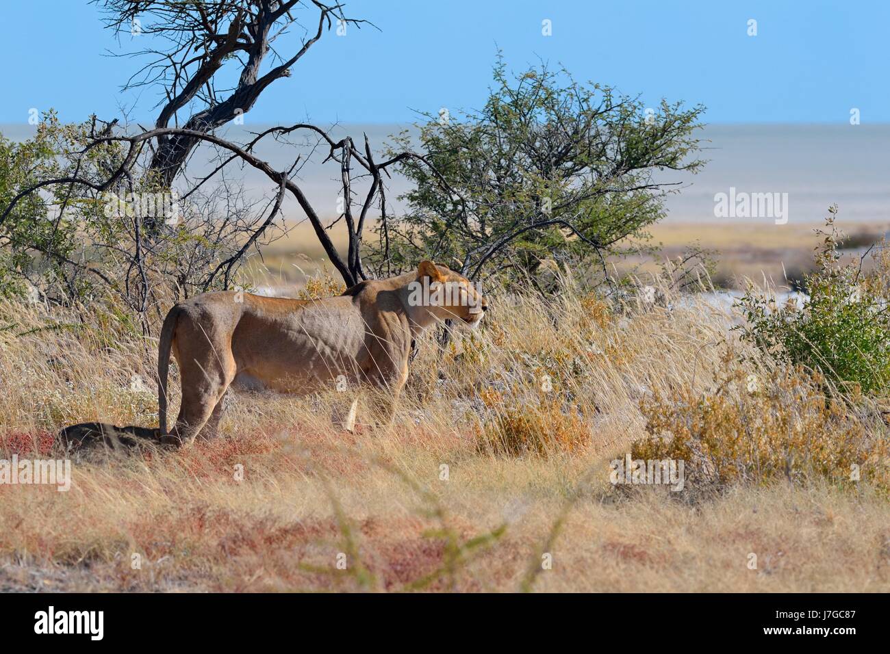 L'African lion (Panthera leo), lionne debout dans la savane, le sel d'Etosha Pan au retour, Etosha National Park, Namibie Banque D'Images