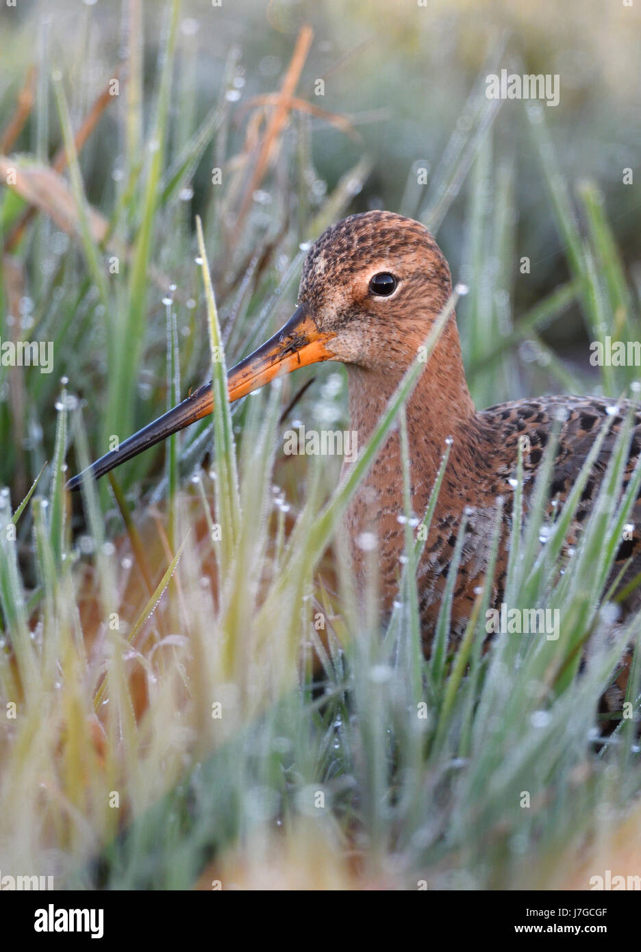 Barge à queue noire (Limosa limosa) dans la prairie avec la rosée, lac Dümmersee, Mecklembourg-Poméranie-Occidentale, Deuschland Banque D'Images