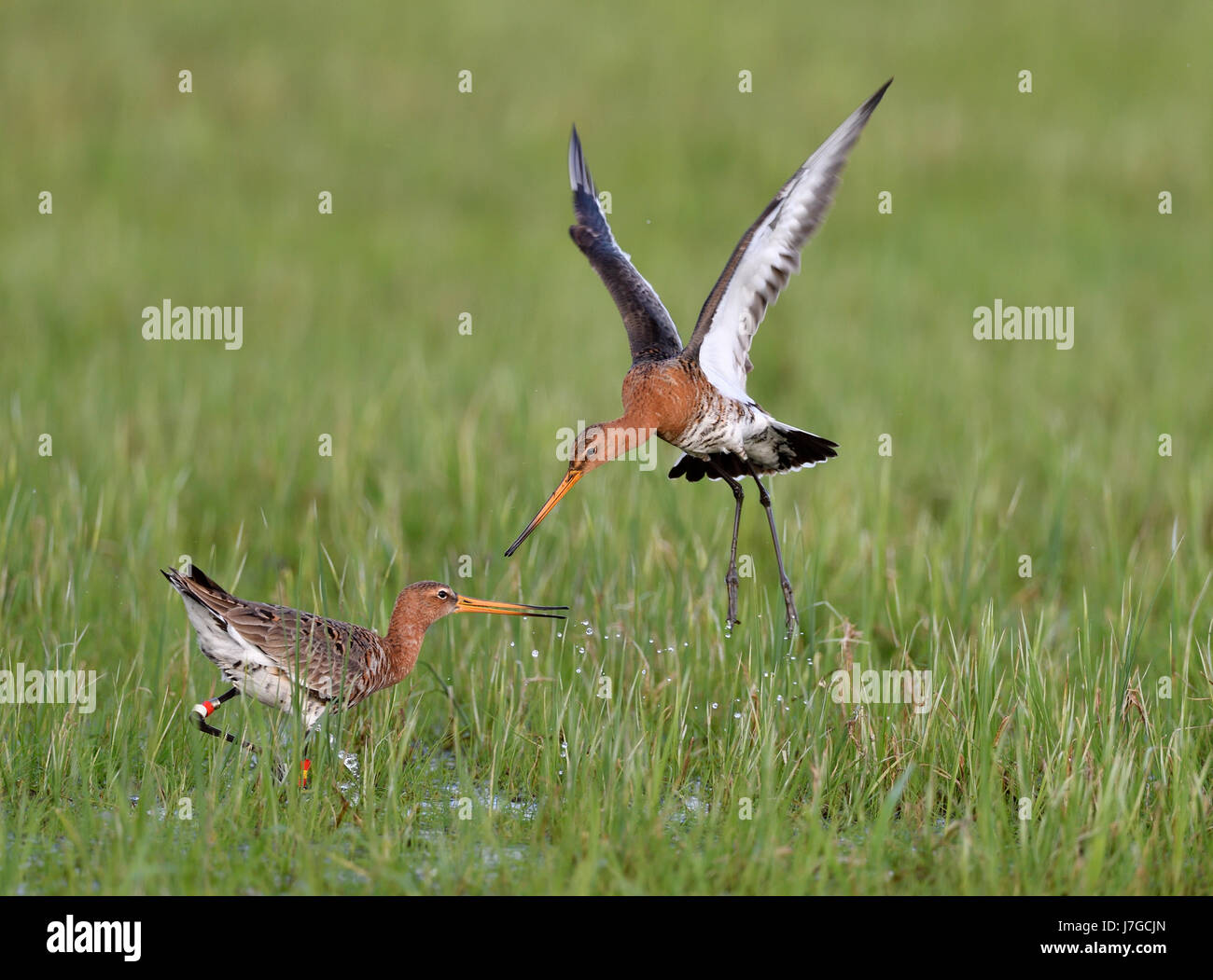 La lutte contre les barges à queue noire (Limosa limosa) dans un pré, Dümmer-See, Mecklembourg-Poméranie-Occidentale, Allemagne Banque D'Images