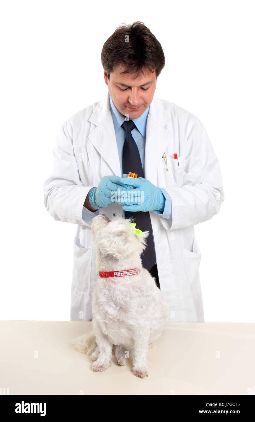 Chiot Chien animal agent signifie médicament médicament substance remède medicin Banque D'Images