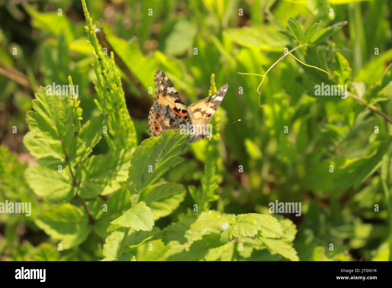 Butterfly se reposant dans le feuillage Banque D'Images
