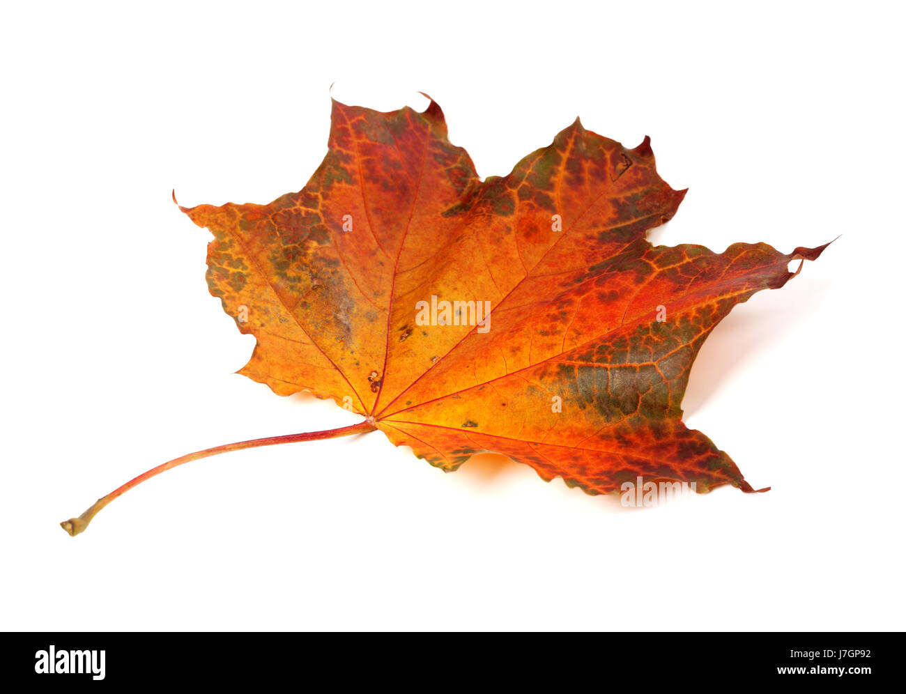 Automne feuilles d'érable isolé sur fond blanc Banque D'Images