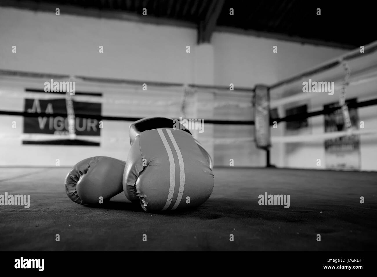 Des gants de boxe sur la toile d'un ring de boxe dans une salle de sport Banque D'Images