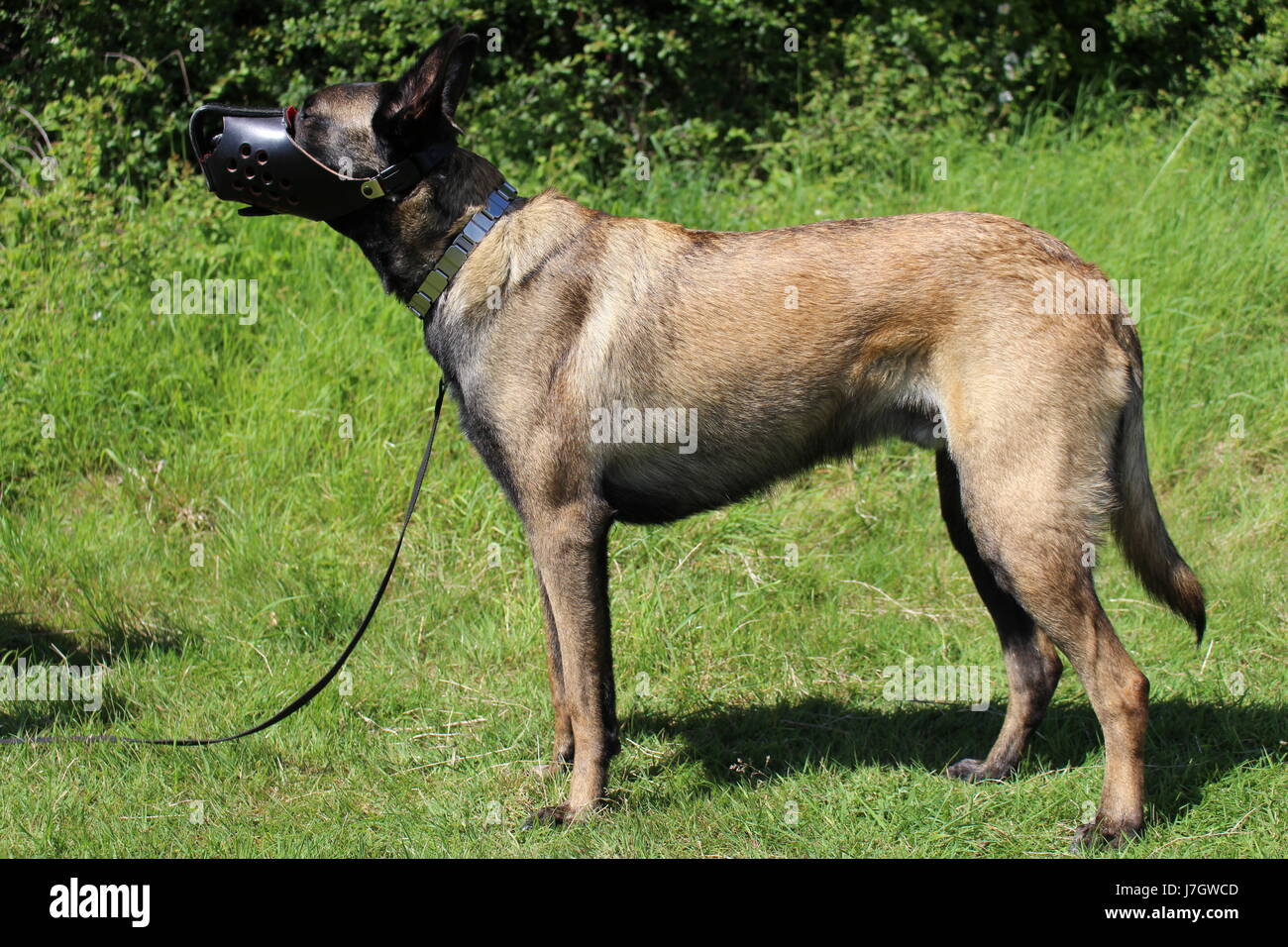 Berger Belge malinois chien avec muselière armored Banque D'Images