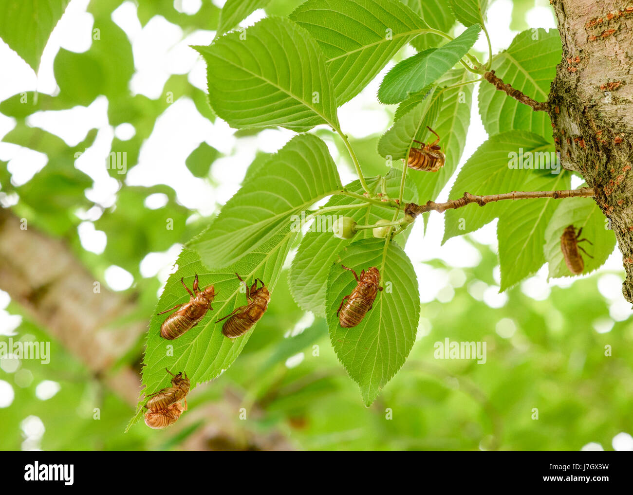 X de la Couvée Cigales est sorti au début de Ellicott City, MD, laissant leur signature sur les arbres Banque D'Images