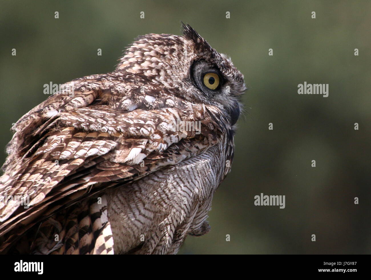 African Spotted Eagle Owl (Bubo africanus), haut du corps, vu de profil. Banque D'Images