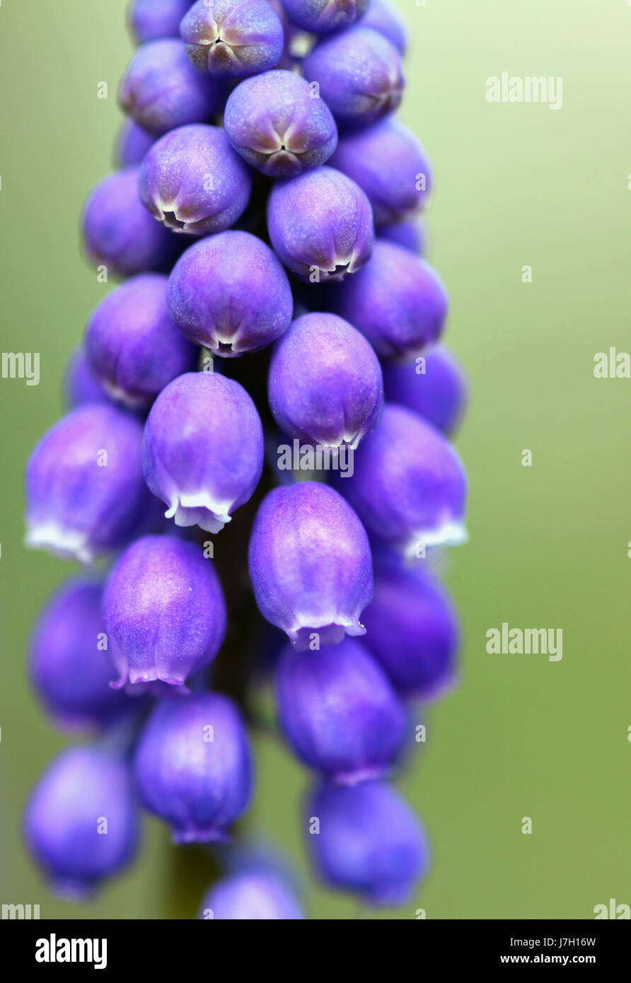 Macro close-up bleu admission macro close up voir l'bowingbells bleu jacinthe Banque D'Images