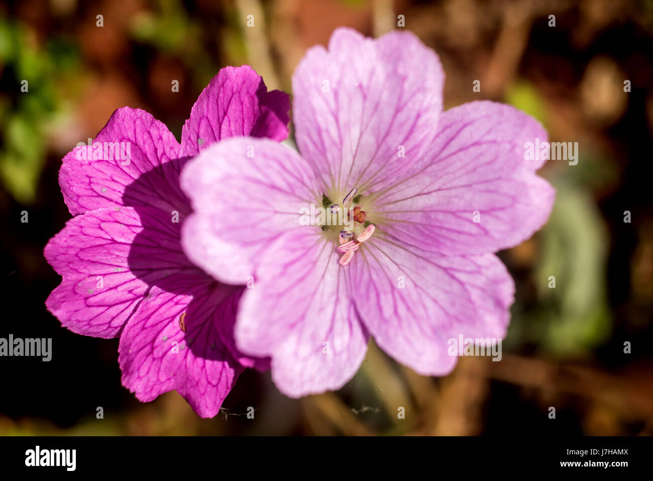 Deux Hardy géraniums, ou Cranesbills sud, dans un jardin anglais. Banque D'Images