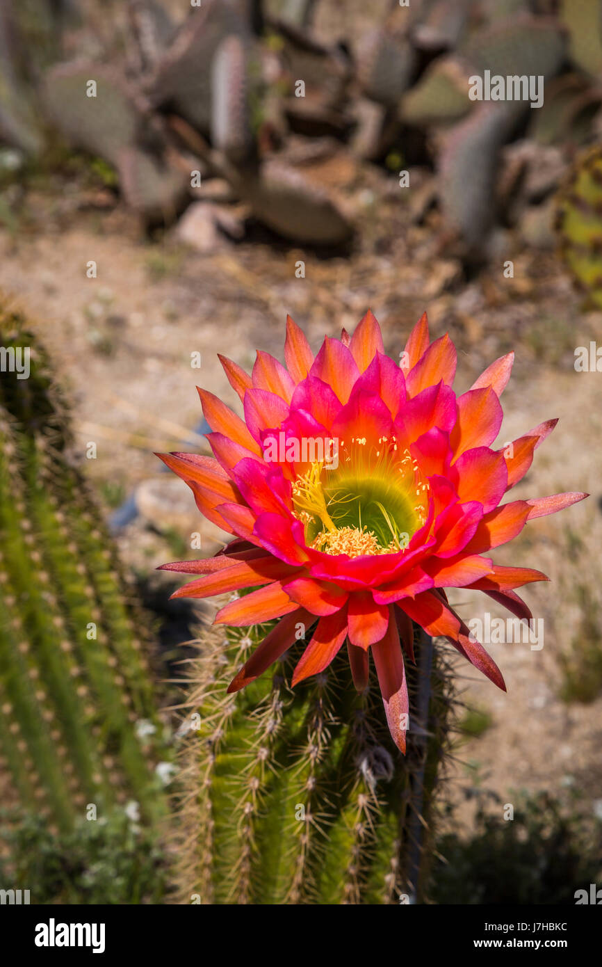 Cactus en fleurs fleurs orange dans le désert près de Borrego Springs, California, USA. Banque D'Images