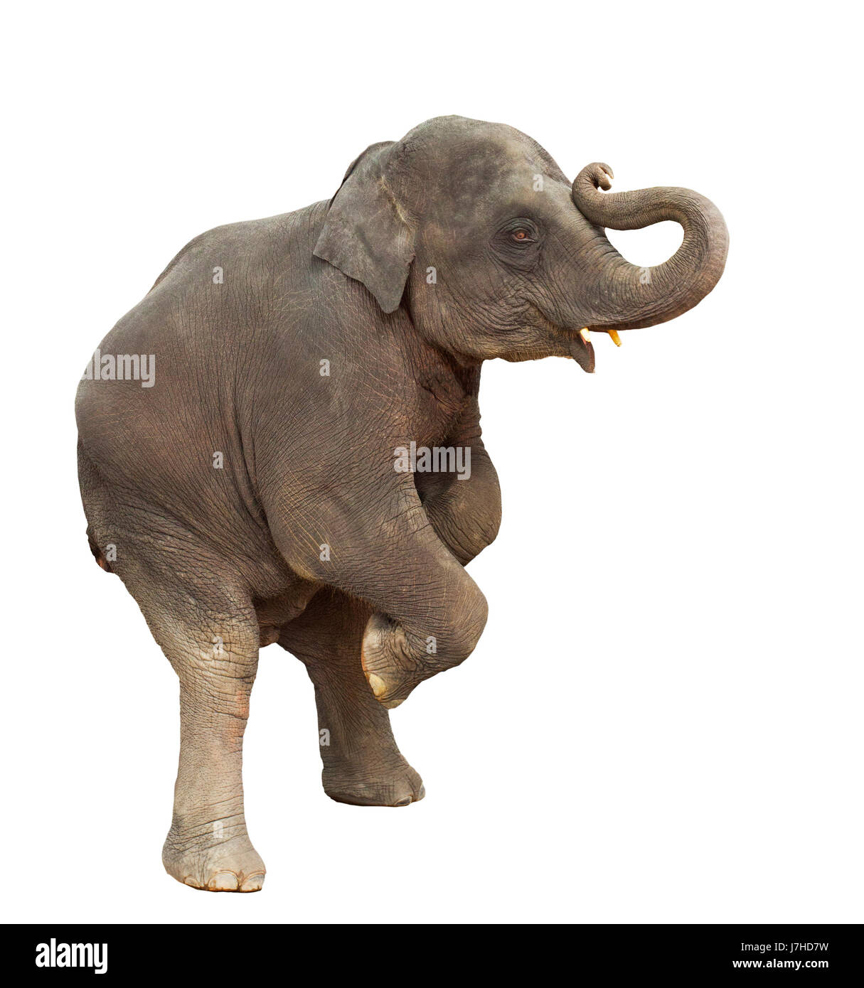 Les jeunes de l'éléphant d'Asie kid jouer levée jambes avant de montrer isolé sur fond blanc Banque D'Images
