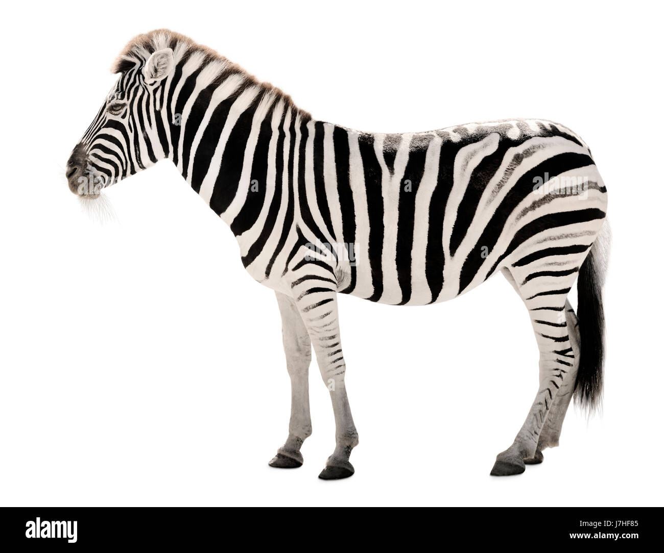 Zebra majestueux sur fond blanc Banque D'Images