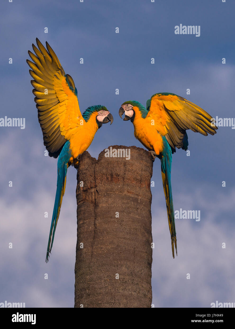 Une paire de blue-and-yellow Macaw répondre à leur site de nidification Banque D'Images