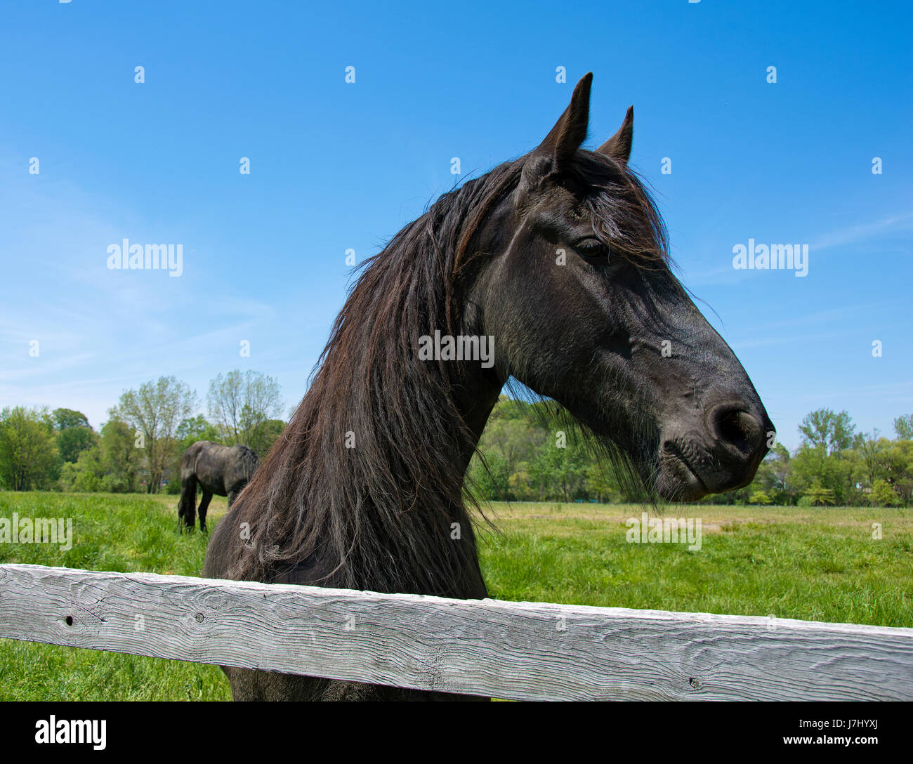 Cheval frison noir au vert Pâturage par clôture en bois Banque D'Images