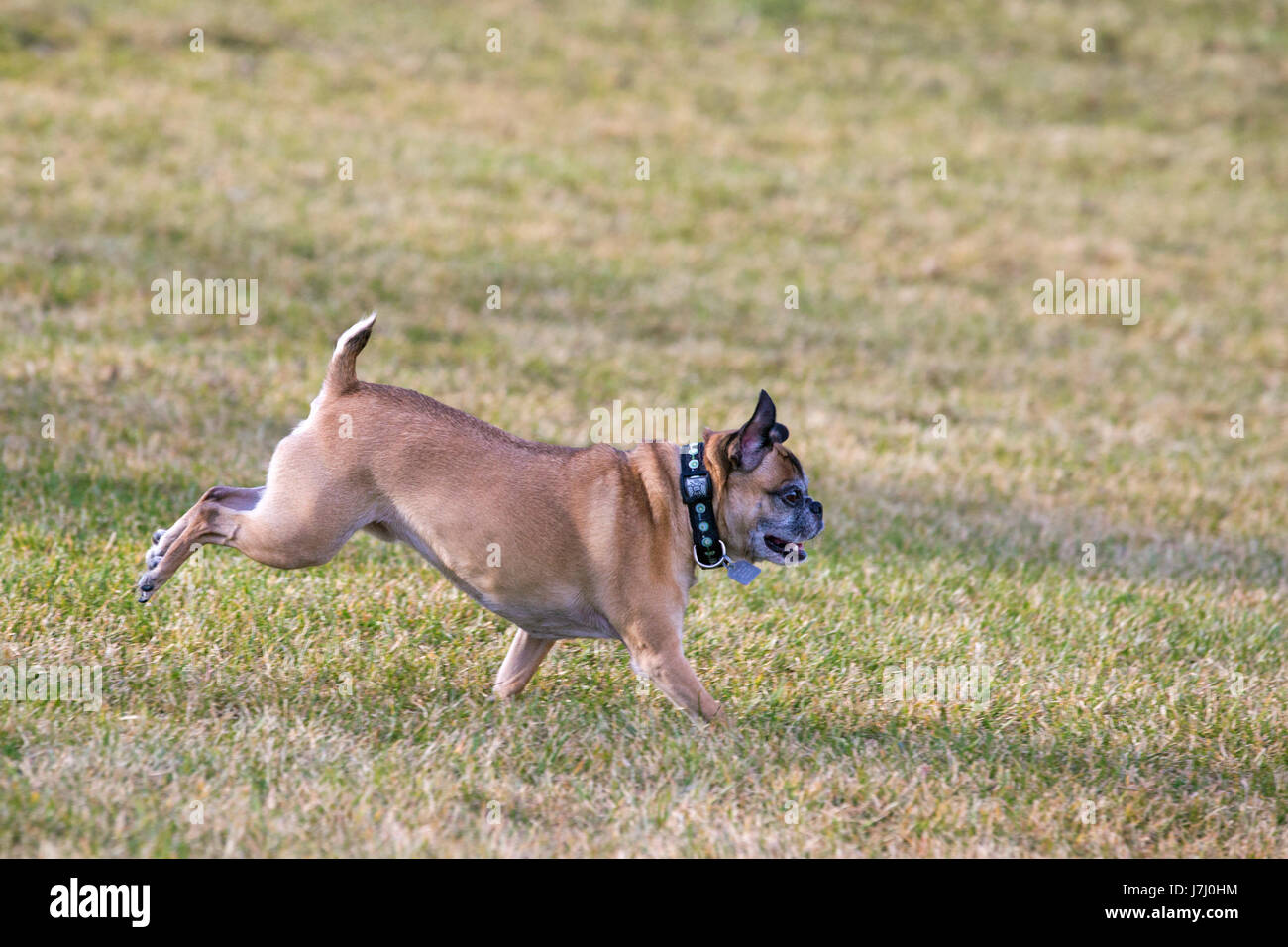 Chien de Bugg (traversez entre Boston Terrier et Pug) en courant gratuit dans le parc de la ville Banque D'Images