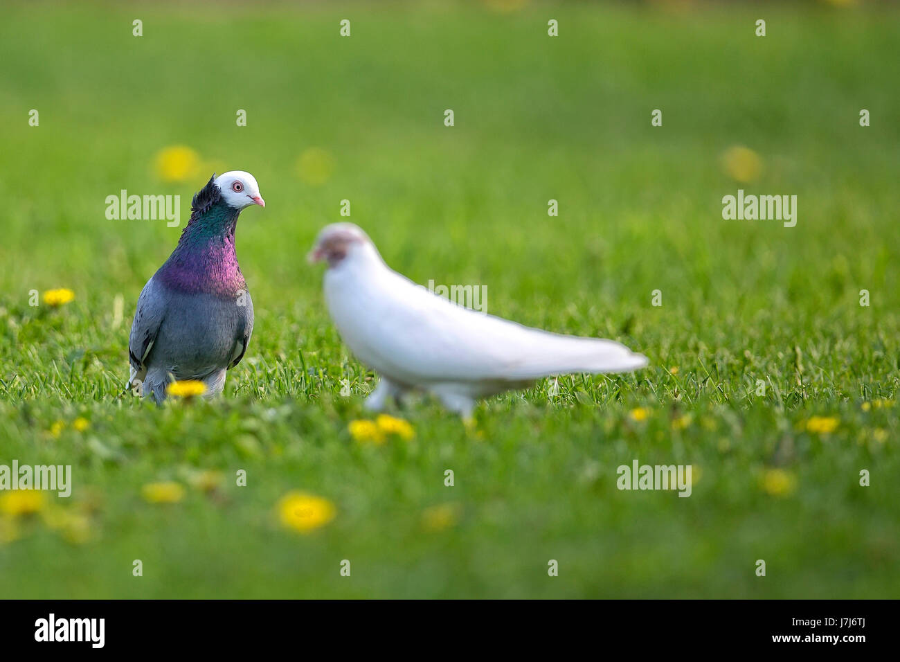 Les pigeons dans une clairière Banque D'Images