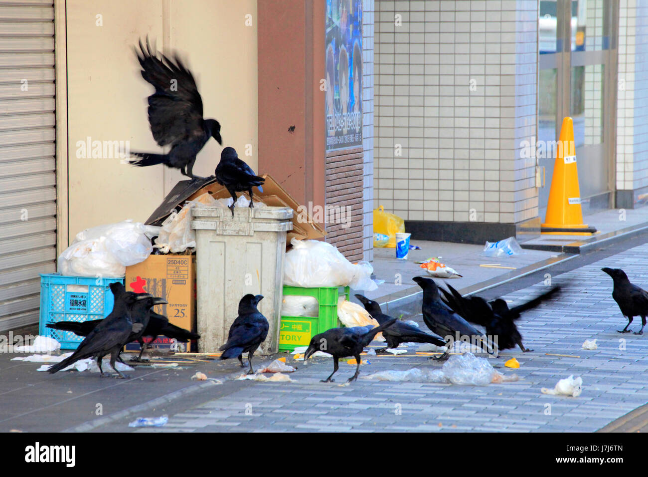 Déchets urbains sur les corneilles à Tachikawa city Tokyo Japon Banque D'Images