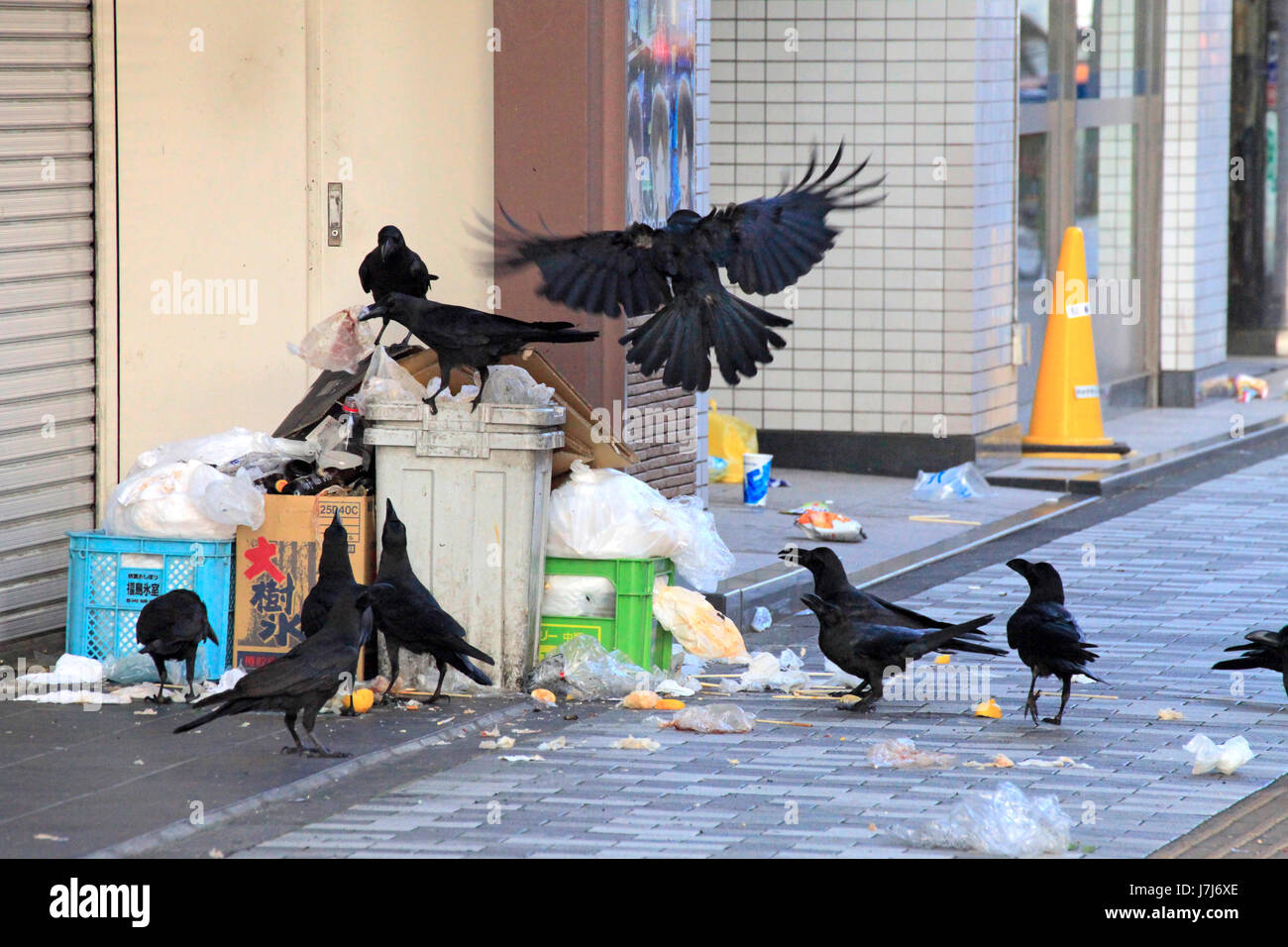 Déchets urbains sur les corneilles à Tachikawa city Tokyo Japon Banque D'Images