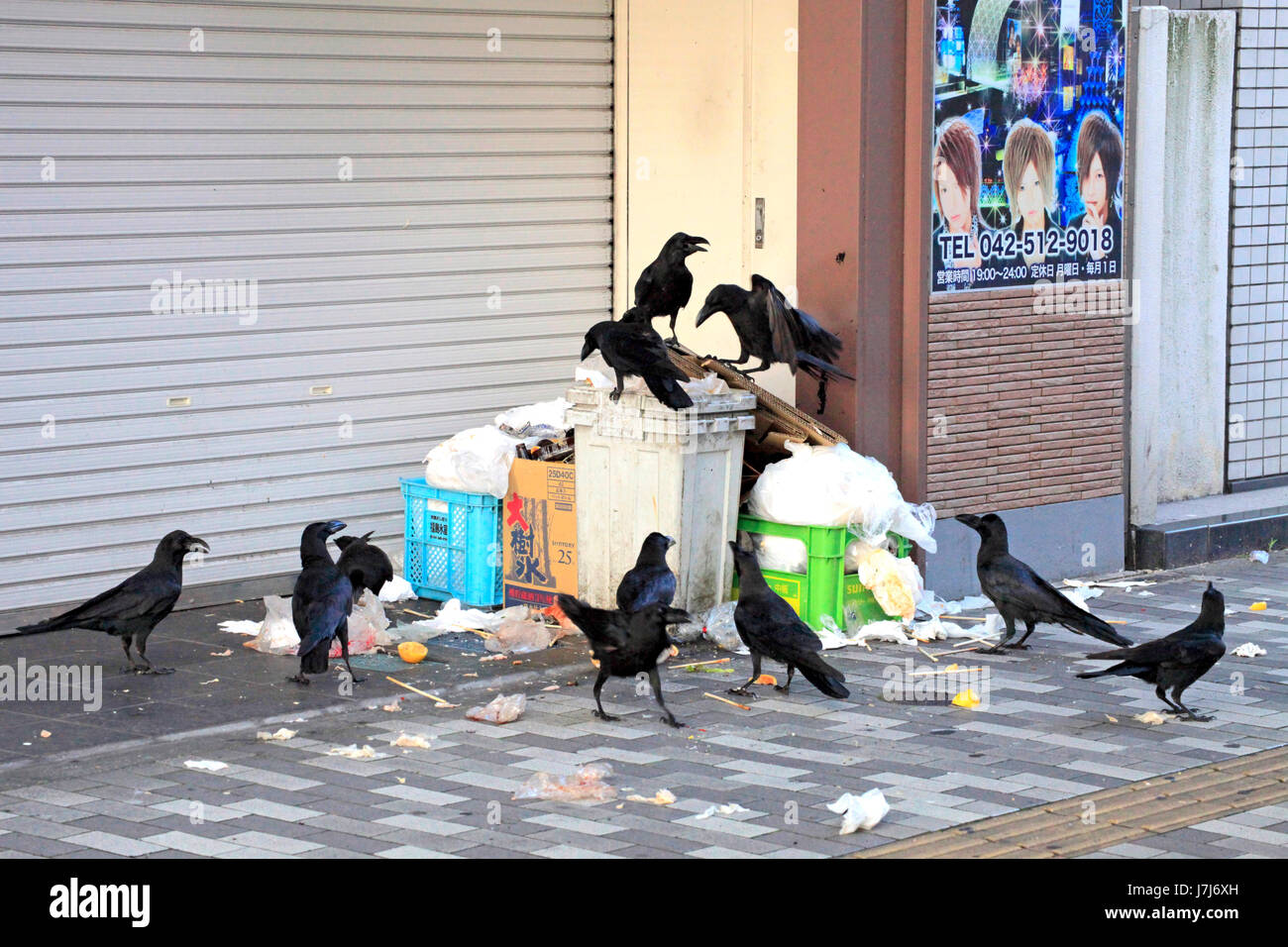 Déchets urbains sur les corneilles à Tachikawa city Tokyo Japon Banque D'Images