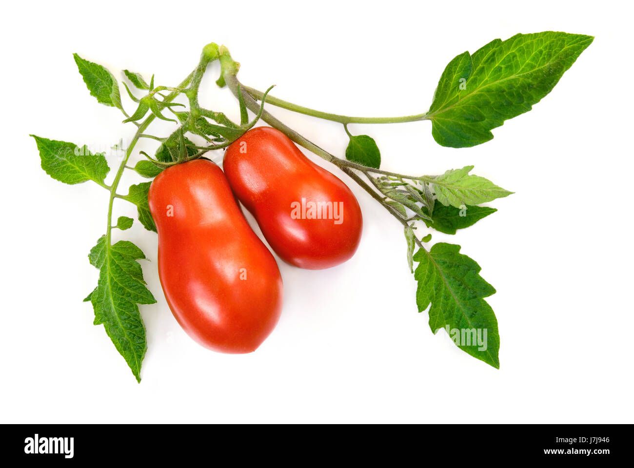 Deux tomates mûres sur la direction générale des frais sur un fond blanc Banque D'Images