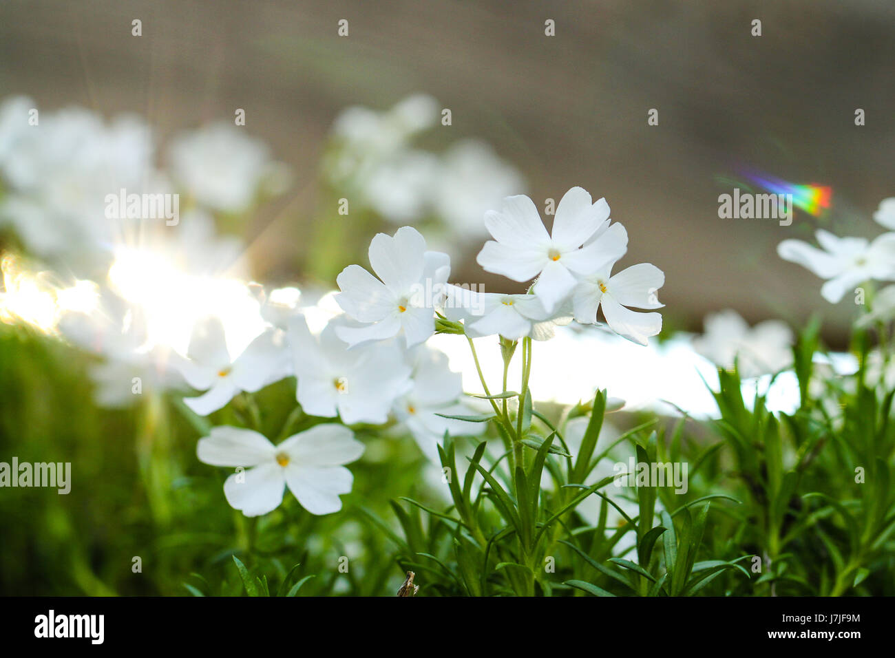 Phlox subulata. Libre de minuscules fleurs blanches sur des tiges d'un vert vif Moss Phlox plante avec soleil du matin l'entrée de derrière les rails de clôture. Banque D'Images