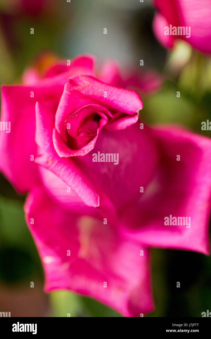 Fleurs en mai Banque D'Images