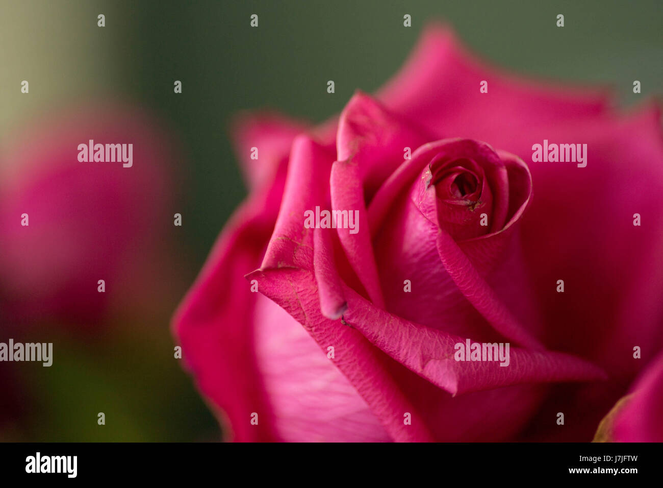 Fleurs en mai Banque D'Images