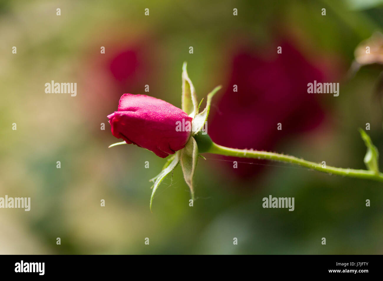 Fleurs en mai Banque D'Images