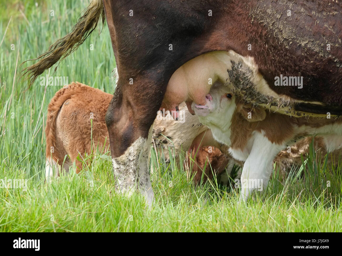 Jeune veau de la mère d'alimentation dans un pré, Suffolk, Angleterre Banque D'Images