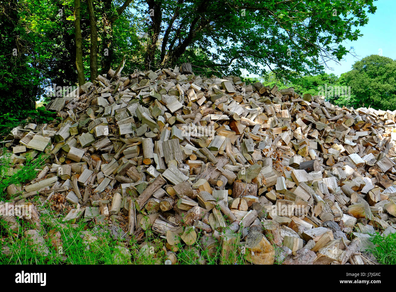 Gros tas de bois de chauffage coupé, Norfolk, Angleterre Banque D'Images