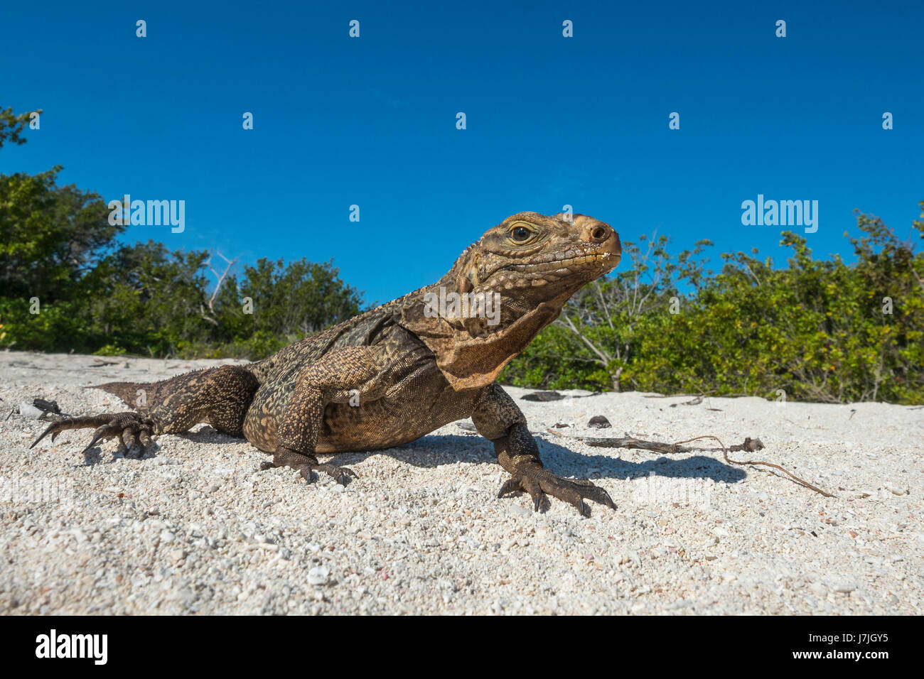 Rock cubain, l'iguane Cyclura nubila, Jardines de la Reina, Cuba Banque D'Images