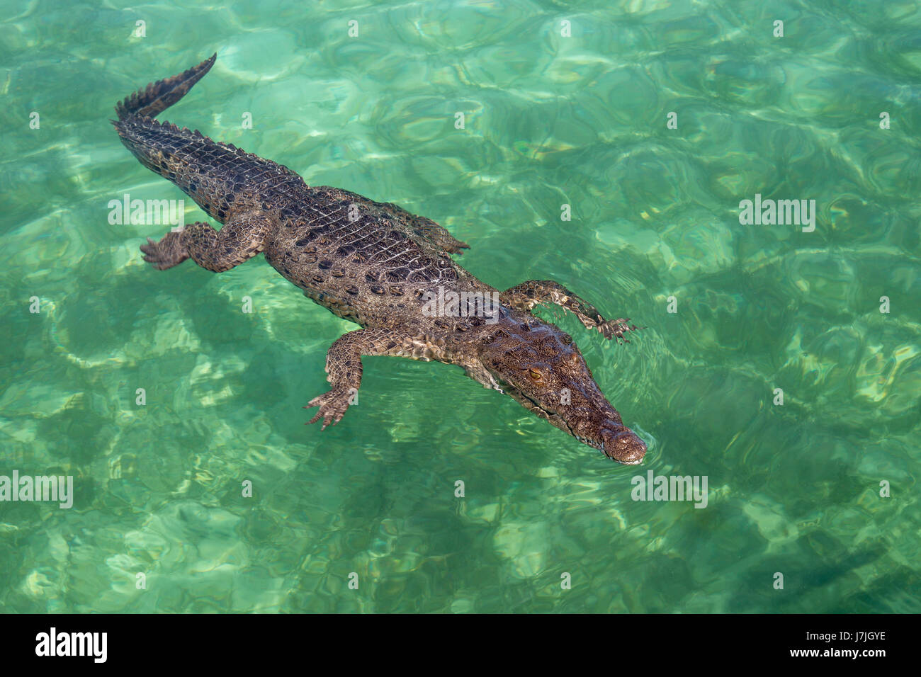 Crocodile, Crocodylus acutus, Jardines de la Reina, Cuba Banque D'Images