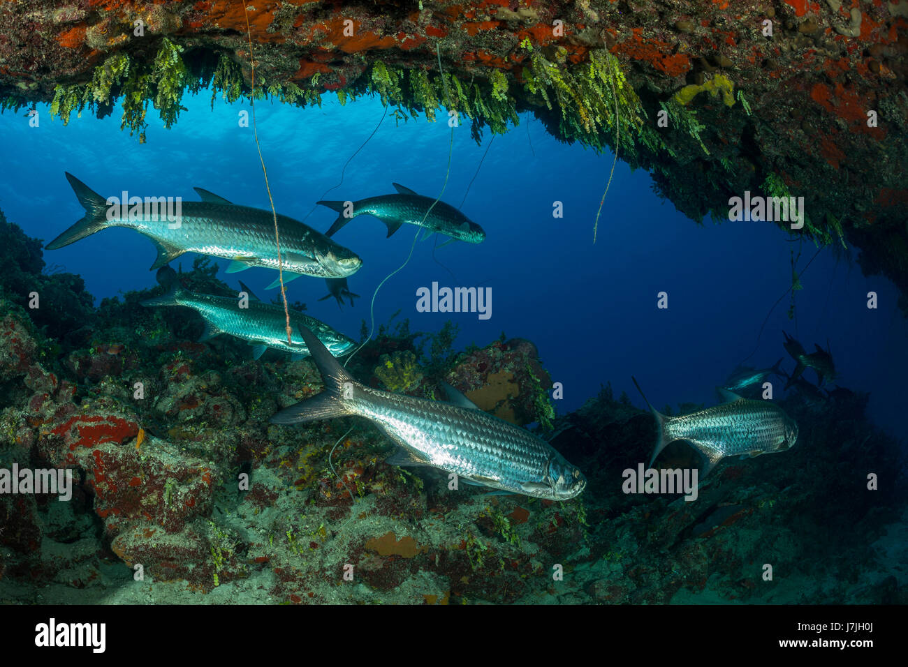 Banc de tarpons, Megalops atlanticus, Jardines de la Reina, Cuba Banque D'Images