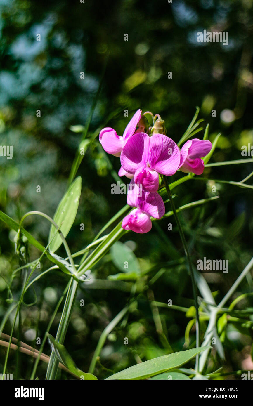 Lathyrus latifolius Banque D'Images