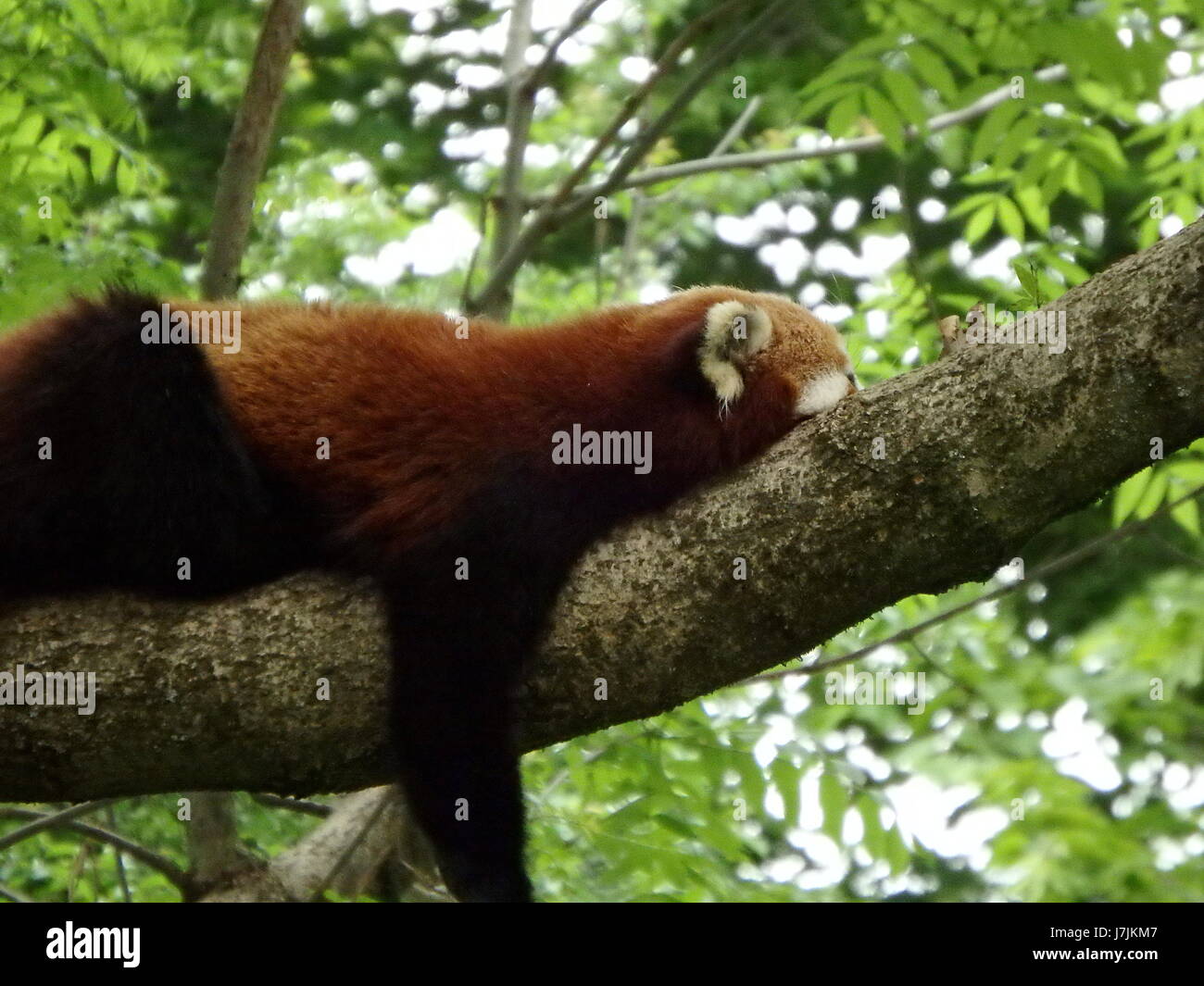 L'ours, le panda rouge (Ailurus fulgens) Banque D'Images
