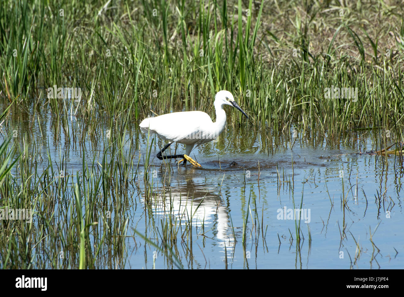 L'Aigrette garzette montrant le pied jaune distinctif. Banque D'Images