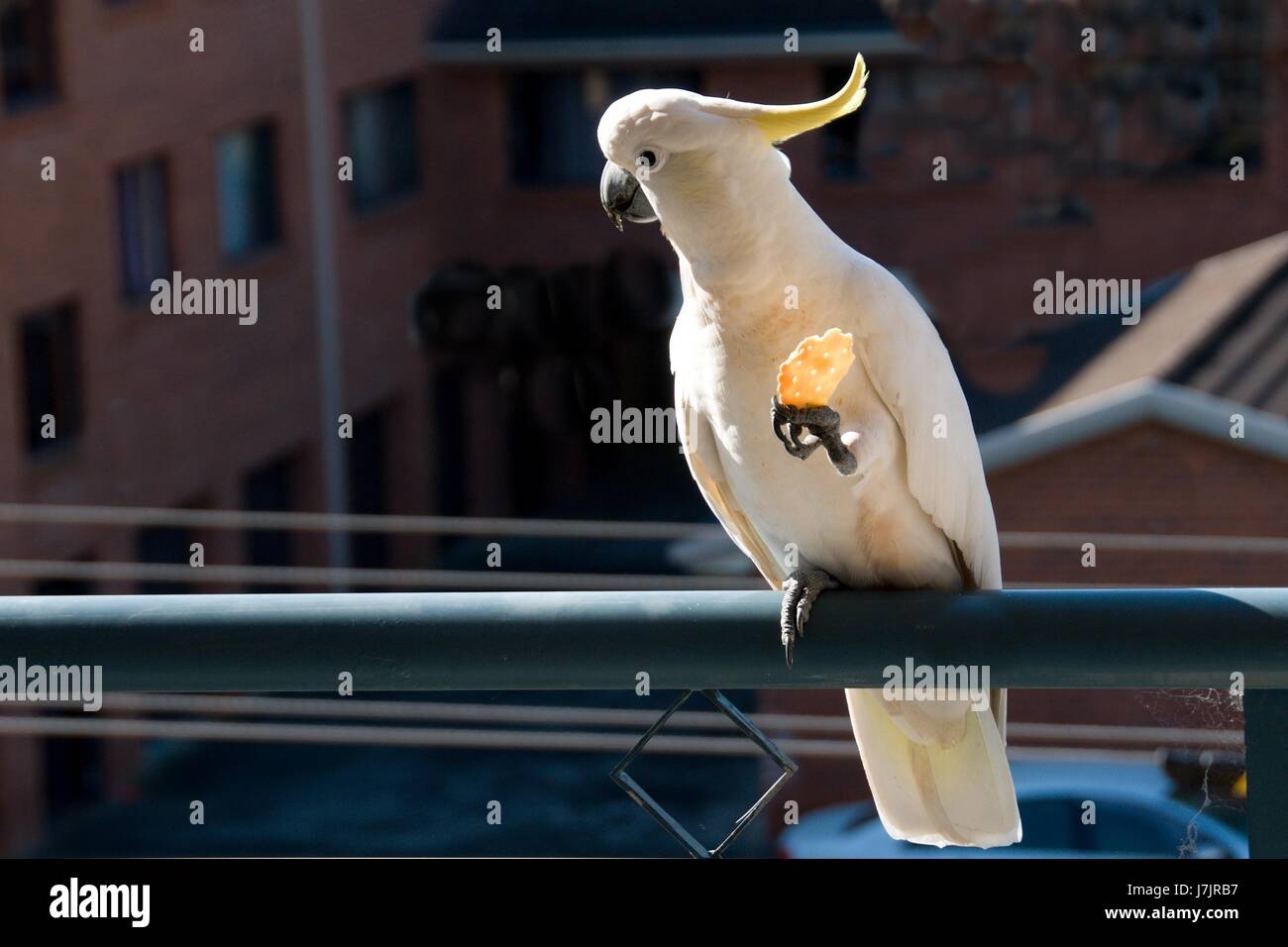 Soufre australiens cacatoès soufré (Cacatua galerita), manger un cracker/biscuit debout sur un balcon de fer. Gosford, New South Wales, Australie. ph Banque D'Images