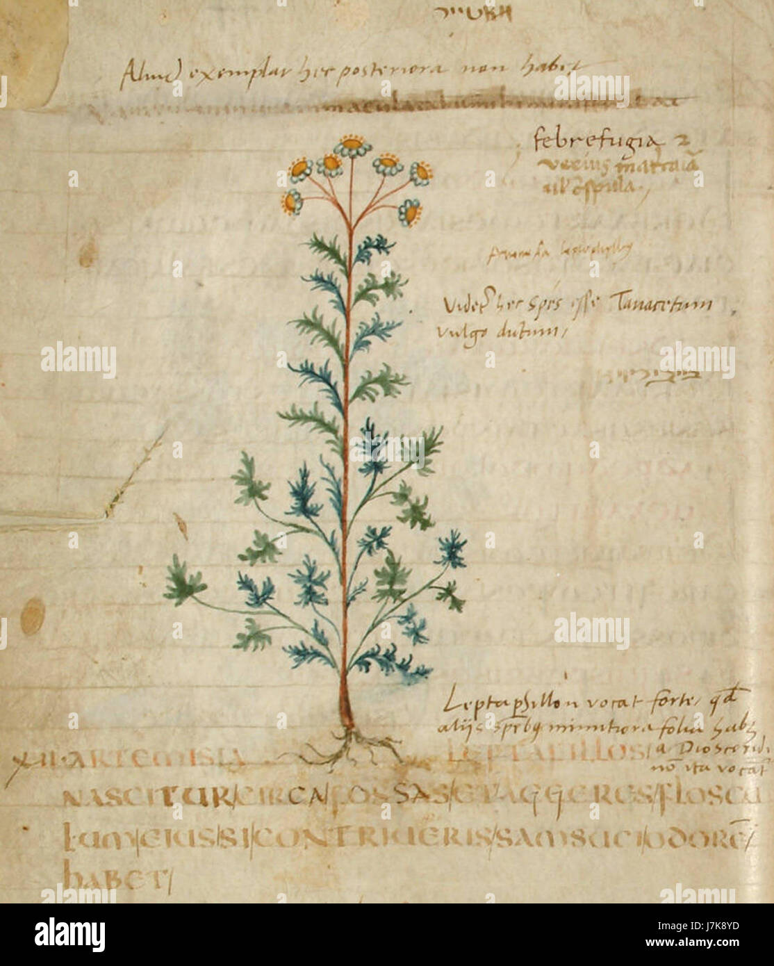 Artemisia leptofillos est une espèce végétale du genre Artemisia, communément connue pour ses propriétés médicinales et son utilisation en médecine traditionnelle. Pseudo Apuleius peut faire référence à une mauvaise attribution dans les textes botaniques. Banque D'Images Artemisia leptofillos est une espèce végétale du genre Artemisia, communément connue pour ses propriétés médicinales et son utilisation en médecine traditionnelle. Pseudo Apuleius peut faire référence à une mauvaise attribution dans les textes botaniques. Banque D'Images