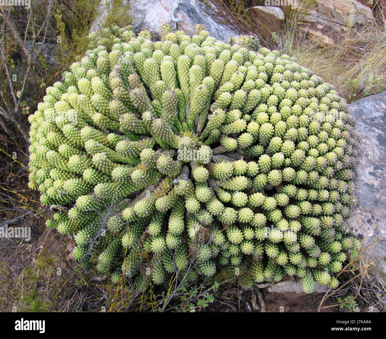 Une photographie de *Euphorbia caput medusae*, communément appelée tête de Lions, trouvée au Cap, en Afrique du Sud, montrant cette espèce végétale unique. Banque D'Images