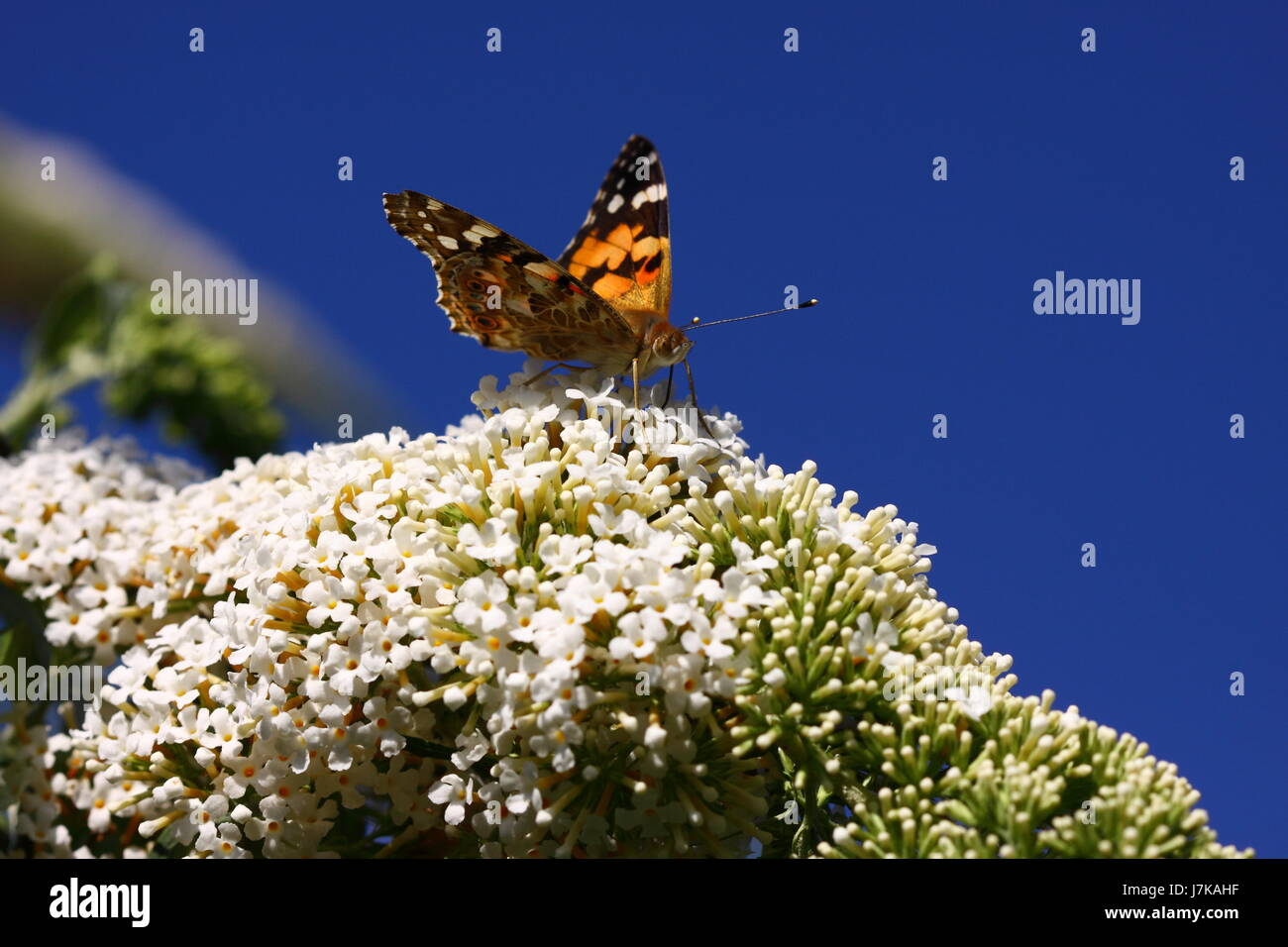 Macro Macro close-up admission vue en gros gros plan couleur animaux jardin bloom Banque D'Images