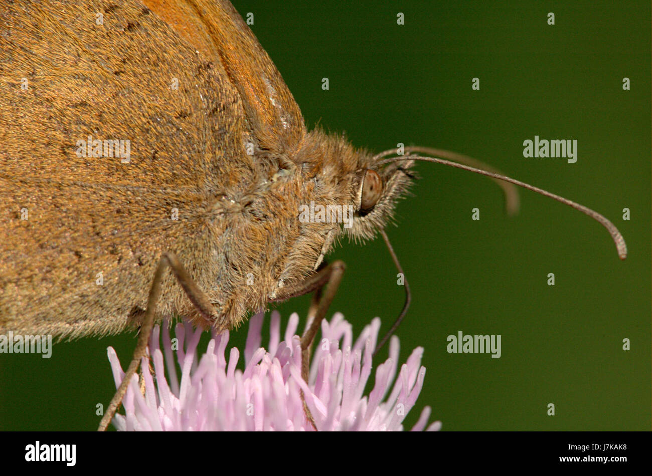 Papillon 007 20050716 Banque D'Images