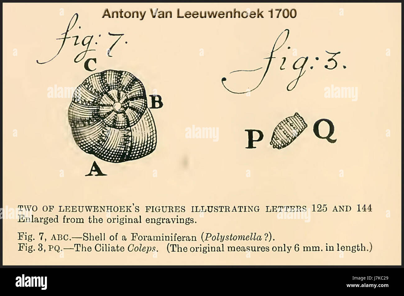 Anton van Leeuwenhoek, un scientifique néerlandais pionnier, est connu pour son travail avec les microscopes et pour avoir découvert les protistes, les organismes microscopiques. Ses observations ont avancé la microbiologie au début du XVIIe siècle. Banque D'Images